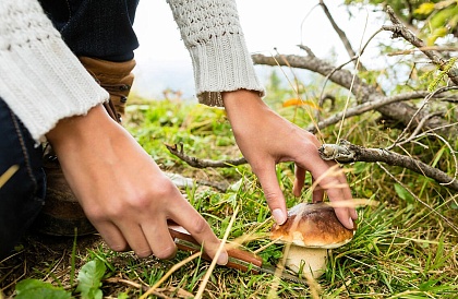 Три человека отравились грибами в Нижегородской области с начала лета