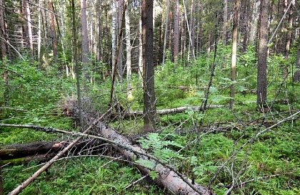Борчанам разрешат выкапывать деревья и собирать хворост в лесу