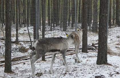 Два лесных северных оленя готовятся к выпуску в природу в Керженском заповеднике
